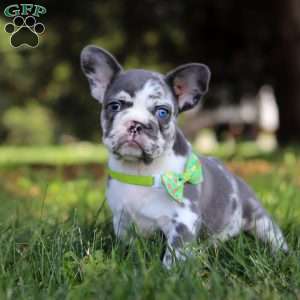Patrick, French Bulldog Puppy